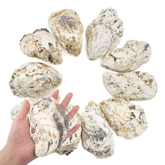 Sinkoo 10Pcs 5-6in Concave Oyster Shells, Extra Large Oyster Shells for Crafts,Nautical Decor Vase Filler, Shell Bulk for Home Decor, DIY Crafts Sea Shells, Candle Making