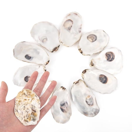 Sinkoo 10Pcs Oyster Shells Flat 3"-4" Medium Oyster Shells for Crafts Natural Oyster Shells Bulk, for Home Vase Filler, Xmas Ornaments, DIY Arts and Crafts Sea Shells