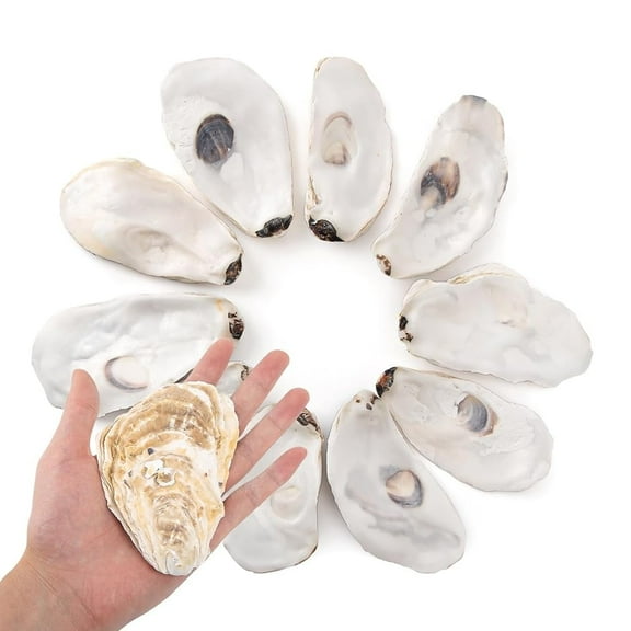 Sinkoo 10Pcs Oyster Shells Flat 4"-5" Large Oyster Shells for Crafts Natural Oyster Shells Bulk, for Home Vase Filler, Xmas Ornaments, DIY Arts and Crafts Sea Shells
