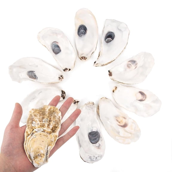 Sinkoo 10Pcs Oyster Shells Flat 5"-6" Extra Large Oyster Shells for Crafts Natural Oyster Shells Bulk, for Home Vase Filler, Xmas Ornaments, DIY Arts and Crafts Sea Shells