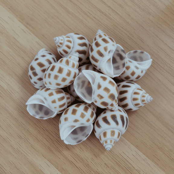 Sinkoo 10pcs Large Sea Conch Sea Shell for Crafts, 2.5" Natural Conch Seashells for Beach Themed Decor, DIY Crafts, Vase Fillers, Fish Tank, Home, Wedding and Party Decoration