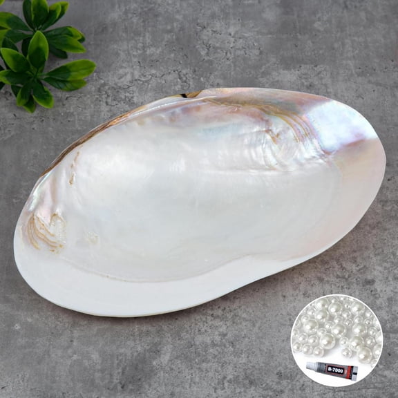 Sinkoo 11" Natural Seashell Decorative Bowl, Extra Large Polishing Clam Shell Bowl for Crafts & Coastal Nautical Home,Beach Party Wedding Shell Home Decor