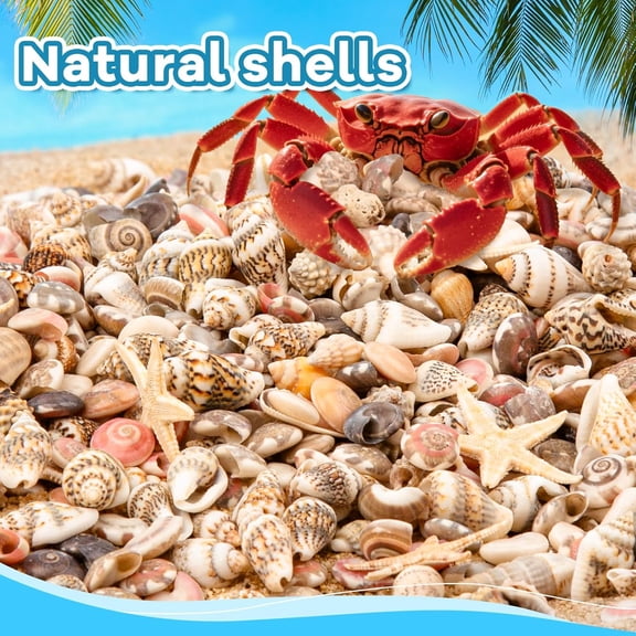Sinkoo 1200pcs Tiny Seashells & 21 Starfish Mixed Bulk Beach Mini Shells for Home Decor, Beach Theme Party Decorations, Fish Tank Aquarium Decor, Sea Shells for Crafting Vase Filler Beach Candle