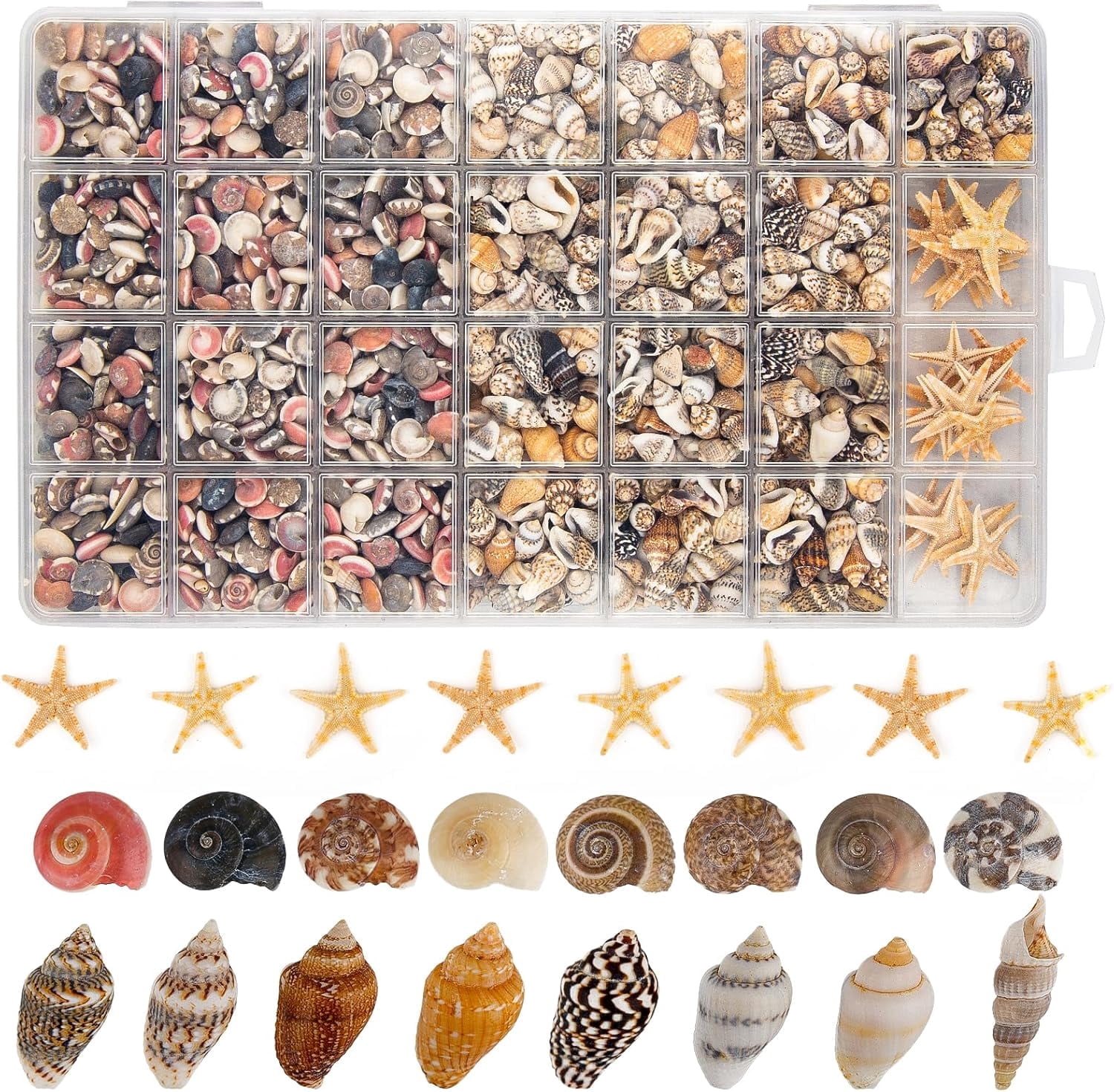 Shell Docrations Sinkoo 1200pcs Tiny Seashells & 21 Starfish Mixed Bulk Beach Mini ...