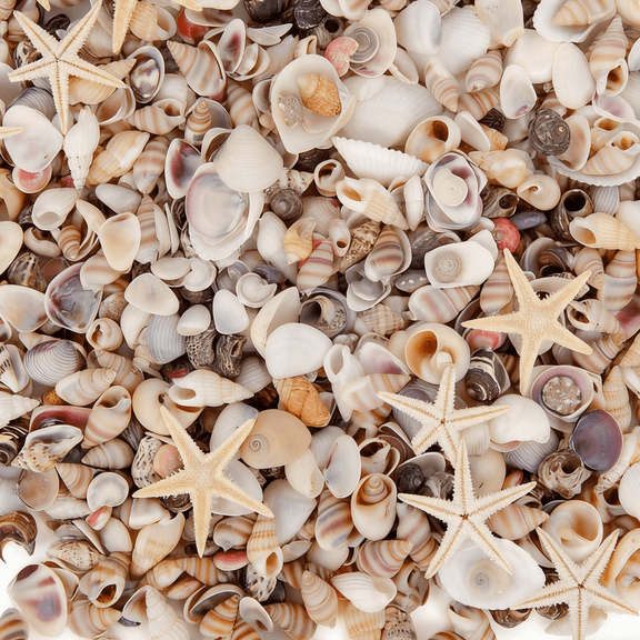 Sinkoo 1500pcs Tiny Sea Shells and 10 Small Starfish, Seashells Mixed Bulk Ocean Beach Spiral Seashells for Fish Tank and Vase Filler, Beach Theme Party Wedding Decor, DIY Craft Supplies