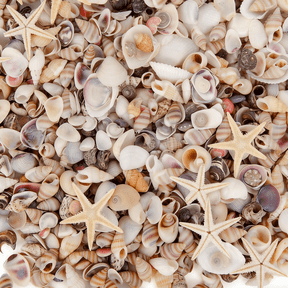 Sinkoo 1500pcs Tiny Sea Shells and 10 Small Starfish, Seashells Mixed Bulk Ocean Beach Spiral Seashells for Fish Tank and Vase Filler, Beach Theme Party Wedding Decor, DIY Craft Supplies