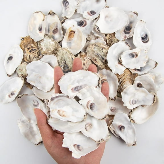 Sinkoo 15 Pcs Oyster Shells 2.4"-3.1" Small Concave Oyster Shells for Crafts Natural Oyster Shells Bulk, for Home Vase Filler, Xmas Ornaments, DIY Arts and Crafts Sea Shells