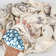 thumbnail image 1 of Sinkoo 15 Pcs Oyster Shells 4"-5" Large Concave Oyster Shells for Crafts Natural Oyster Shells Bulk, for Home Vase Filler, Xmas Ornaments, DIY Arts and Crafts Sea Shells, 1 of 8