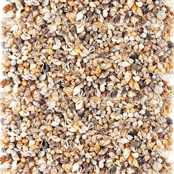 Sinkoo 2000pcs Tiny Sea Shells for Crafting,Mixed Ocean Beach Mini Seashells Bulk for Home Decorations,Beach Theme Party, Small Shells for Craft, Wedding Decor, Fish Tank Vase Filler(5-12 mm)