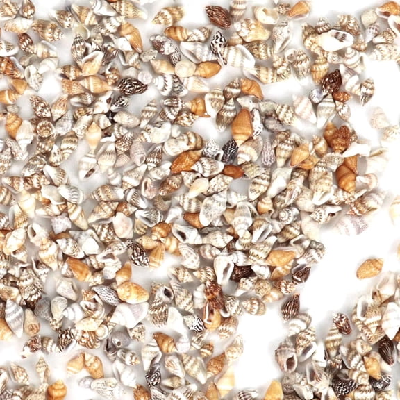 Sinkoo 2000pcs Tiny Sea Shells for Crafting,Mixed Ocean Beach Mini Seashells Bulk for Home Decorations,Beach Theme Party, Small Shells for Craft, Wedding Decor, Fish Tank Vase Filler(5-12 mm)