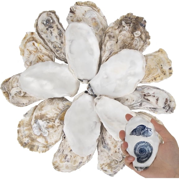 Sinkoo 20 Pcs Flat Oyster Shells for Crafts 3"-4" Medium Natural Oyster Shells Bulk, for Home Vase Filler, Xmas Ornaments, DIY Arts and Crafts Sea Shells
