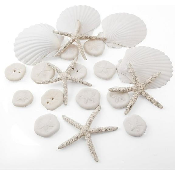 Sinkoo 20pcs Sea Shells for Crafting 3"-4", Mini Sand Dollars Starfish Scallop Shells for Crafts, Seashells for Crafts DIY Candle Beach Theme Party Wedding Fish Tank Decor