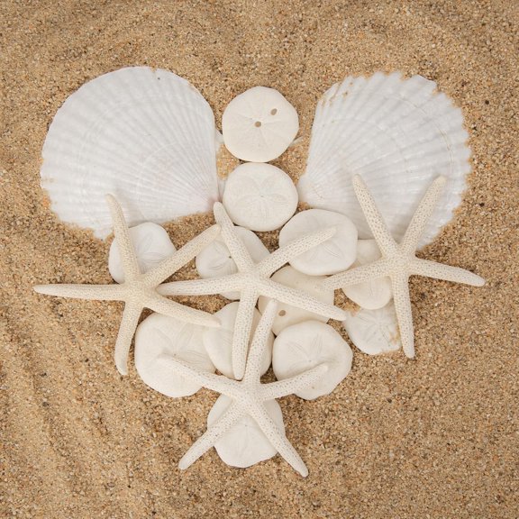 SINKOO Sea Shells for Crafts, 20pcs White Seashells, 3"-4" Starfish, Scallop Shells & Sand Dollars, Coastal Theme Decor for DIY Crafts Supply Party Wedding
