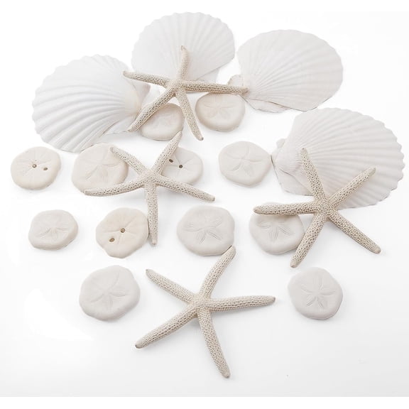 Sinkoo Sea Shells for Crafting 20pcs 3"-4", Mini Sand Dollars Starfish Scallop Shells for Crafts, Seashells Crafts Shell DIY Candle Beach Theme Party Wedding Fish Tank Decor