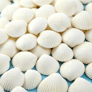Sinkoo 30pcs Sea Shells for Crafts, 1.5-2 Lion Paw Shells,White Scallop Shells for DIY Painting Beaching Wedding Decoration, Beach Natural Seashells Bulk