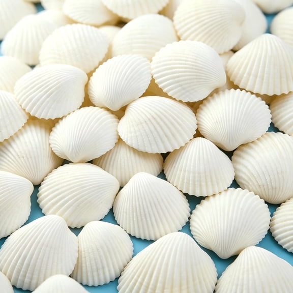 Sinkoo 30pcs Sea Shells for Crafts, 1.5''-2'' Lion Paw Shells,White Scallop Shells for DIY Painting Beaching Wedding Decoration, Beach Natural Seashells Bulk