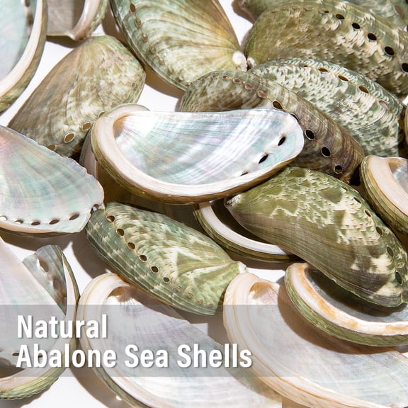 Sinkoo 50pcs Natural Donkey Ear Abalone Sea Shells for Craft, About 3" Green Polished Seashell Curved Abalone Shell, Beach Themed Party DIY Crafts Fishtank Vase Fillers Home Wedding Decor
