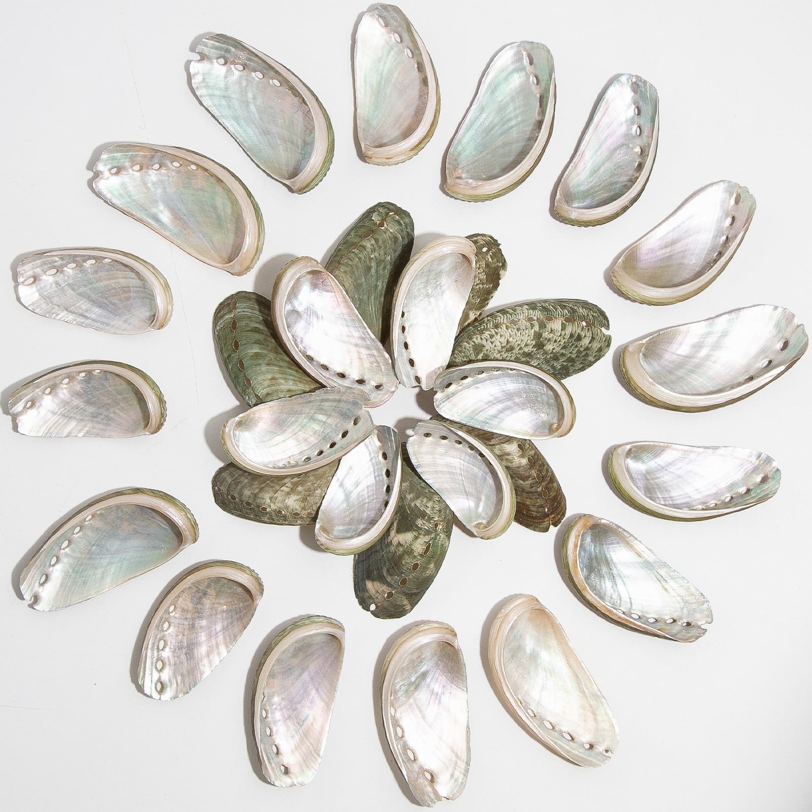 Sinkoo 50pcs Natural Donkey Ear Abalone Sea Shells for Craft, About 3 ...