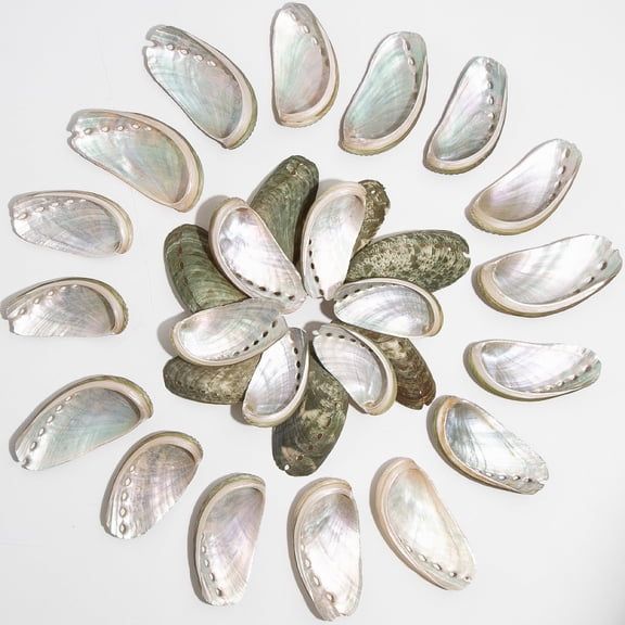 Sinkoo 50pcs Natural Donkey Ear Abalone Sea Shells for Craft, About 3" Green Polished Seashell Curved Abalone Shell, Beach Themed Party DIY Crafts Fishtank Vase Fillers Home Wedding Decor