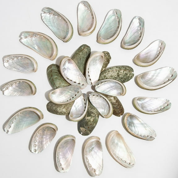 Sinkoo 50pcs Natural Donkey Ear Abalone Sea Shells for Craft,  About 3" Green Polished Seashell Curved Abalone Shell, Beach Themed Party DIY Crafts Fishtank Vase Fillers Home Wedding Decor