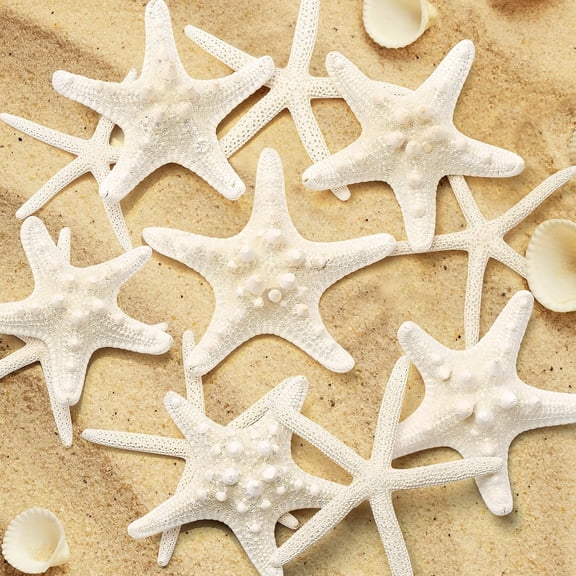 Sinkoo 6pcs Large Starfish for Crafting, 3-5inch Natural Sea Fish Seashells Starfish Decor Making Beach Theme Party Wedding Decoration, Home Wall Decor, DIY Crafts Supply
