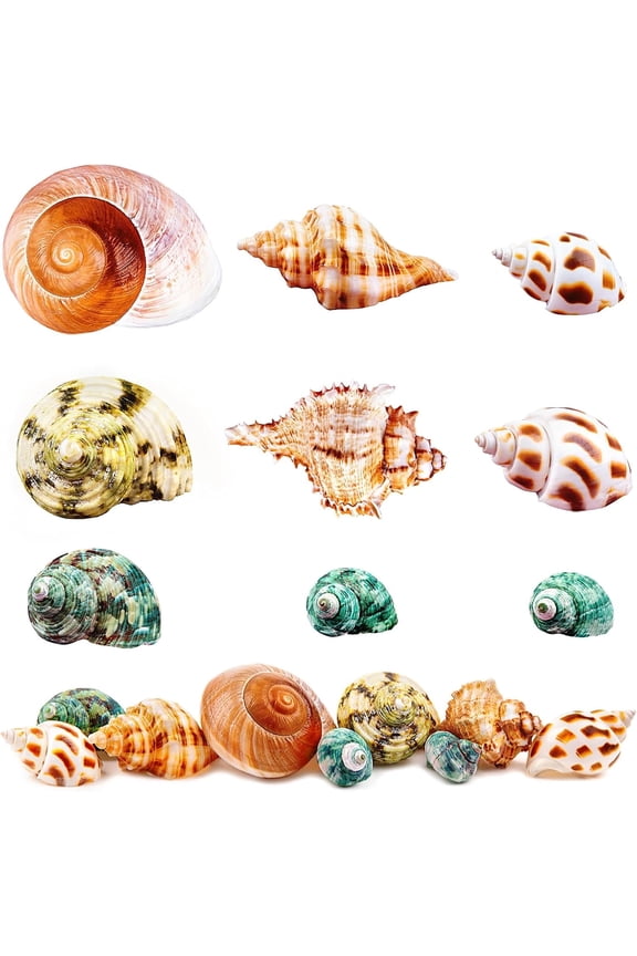 9 PCS Hermit Crab Shells Small to Large Growth Turbo Seashell Supplies Natural Sea Conch Shells Hermit Crab Supply Habitat Aquarium Home Decor