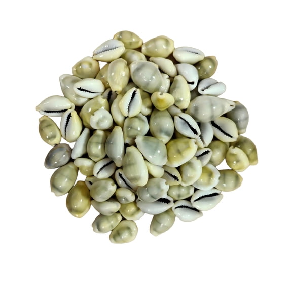 Sinkoo Money Cowrie Shells Beads for Crafts, 200pcs 0.85inch Natural Cowrie Shells Small Seashells Beach Theme Decor, Suitable for DIY Craft, Jewelry & Bracelet Making, Vase Filler Shell Supply