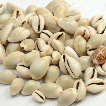 Sinkoo Money Cowrie Shells Sea Shells for Crafts, 200pcs 0.85inch Natural Small Seashells Cowrie Shells for DIY Craft, Jewelry & Bracelet Making, Vase Filler, Crafts Shell Supply