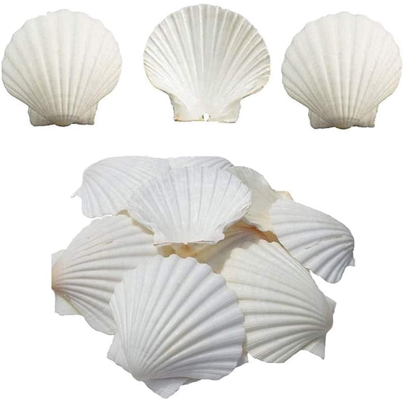 Sinkoo Scallop Shells White Seashell, 16pcs 3"-3.5" Natural Sea Shells for Craft Painting, Beach Theme Wedding Mermaid Party DIY Crafts Home Decor