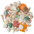 thumbnail image 1 of Sinkoo Sea Shells Mixed Beach Seashells 12 Kinds 0.5"-2.5", Scallops Starfish Sand Dollarand More, Various Sizes Natural Sea shells Beach Party DIY Fish Tank Vase Filler, 1 of 6