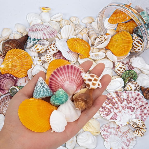 Sinkoo Sea Shells for Crafts, About 12 Kinds 80pcs+ Natural Seashells Mixed (0.4"-2"), Craft Shells for Vase Fillers, Beach Theme Home Wedding Decor