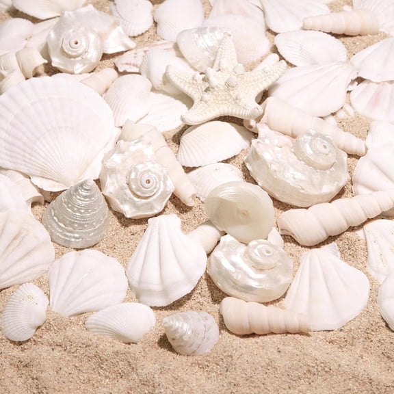 Sinkoo Silver White Sea Shell Mix Ocean Shells Set, 1.2"-2.6" Various Sizes Natural Seashell & Starfish for Beach Themed Decor, DIY Crafts, Vase Fillers, Christmas, Home, Wedding & Party Decor