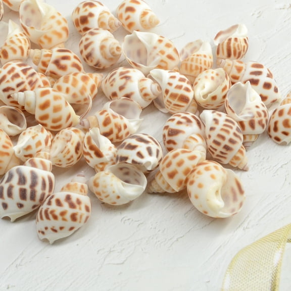 Sinkoo 160pcs Small Sea Conch Sea Shells for Crafts, 0.8-1.4" Natural Conch Seashells for Beach Themed Decor, DIY Crafts, Vase Fillers, Fish Tank, Home, Wedding and Party Decoration