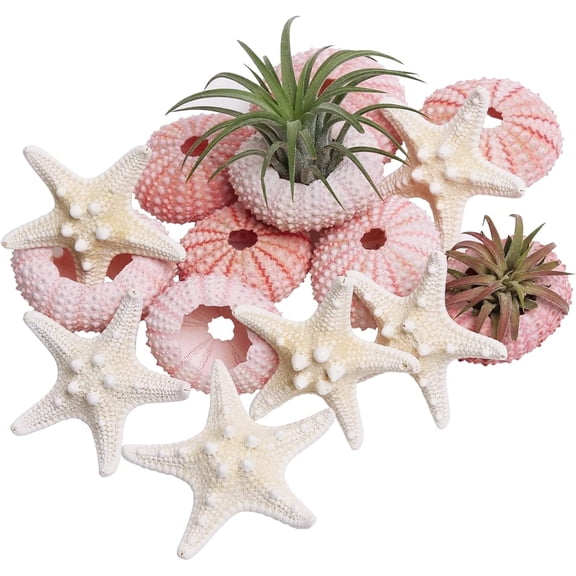 Sinkoo Starfish and Sea Urchin Set for Crafts, 12pcs Natural Seashells Decor for Decorating, 1.3-1.9 Inches Sea Urchin Shells for Air Plants