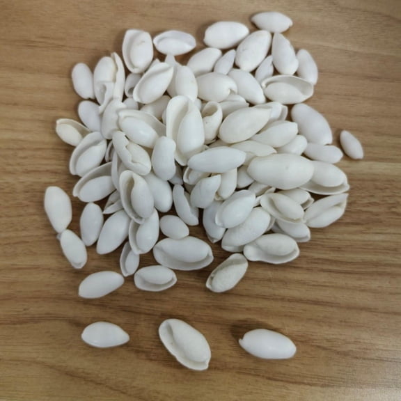 Sinkoo White Sea Shell for Crafts, About 250 Pieces 0.8"-1.2" Natural Seashell Conch Shells for Beach Themed Decor, DIY Crafts, Vase Fillers, Fish Tank, Home, Wedding and Party Decoration