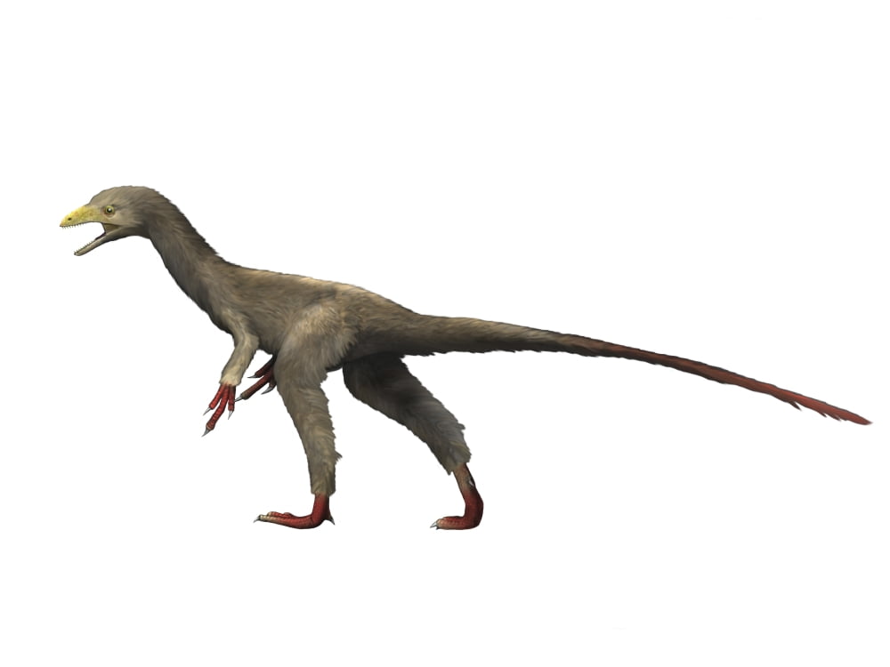 Sinocalliopteryx dinosaur Canvas Art - Nobumichi TamuraStocktrek Images (17 x 13)
