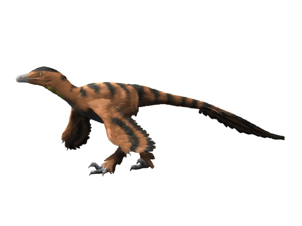 Sinornithosaurus dinosaur Canvas Art - Nobumichi TamuraStocktrek Images (33 x 25)