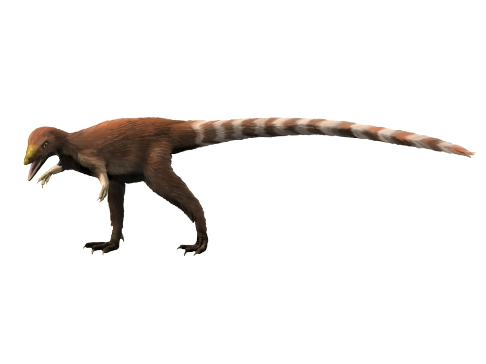 Sinosauropteryx dinosaur Canvas Art - Nobumichi TamuraStocktrek Images (17 x 13)