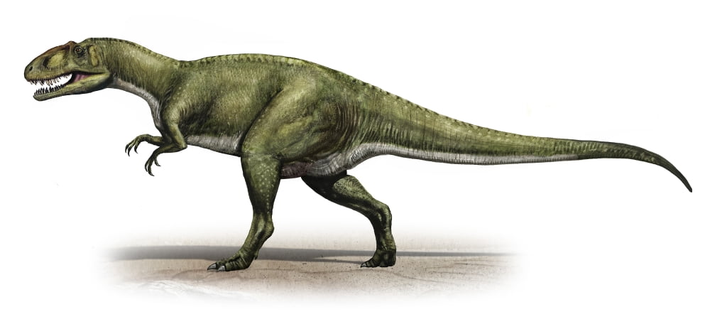 Sinraptor dongi a prehistoric era dinosaur Canvas Art - Sergey KrasovskiyStocktrek Images (42 x 20)