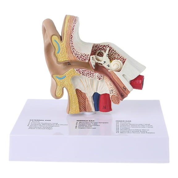 Sinyiin 1.5 Times Life Size Human Ear Model Scientific Anatomy Teaching Supplies Anatomical Study Display Professional School Resource Tool