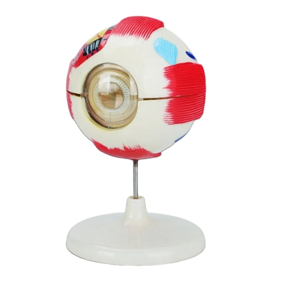 Sinyiin 6X Enlarged Human Eyeball Anatomy Model For Teaching Demonstration And Education