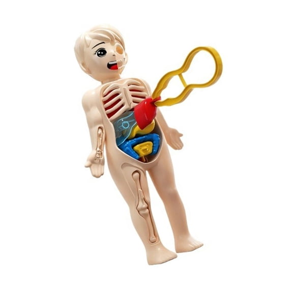 Sinyiin Human Anatomy Model Figure Assembly Puzzle Science Learning Toy For Classroom