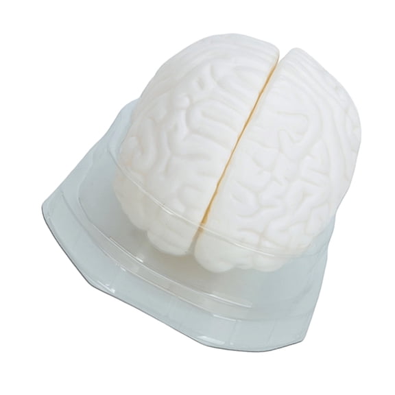 Sinyiin Human Brain Model with Display Base Human Brain Anatomical Model Medicals Teaching Tool For Classroom Study