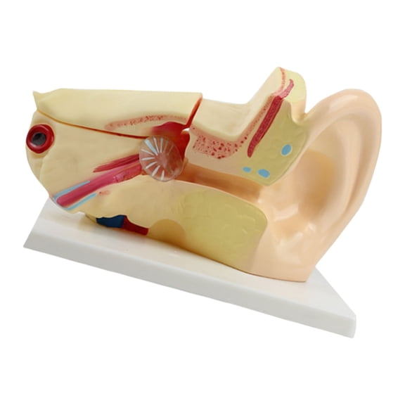 Sinyiin Life Size Human Inner Ear Anatomy Model Anatomical Ear Structure Model Education Teaching Tool for Science Laboratory