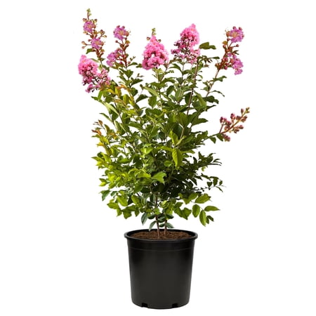 Expert Gardener Sioux Crape Myrtle Live Tree, 2.25-Gallon Grower Pot