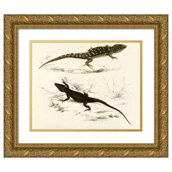 Sir Andrew Smith 14x12 Gold Ornate Wood Frame and Double Matted Museum Art Print Titled - Cordyus Fordus, Cordyus Capdensis (1838-1849)