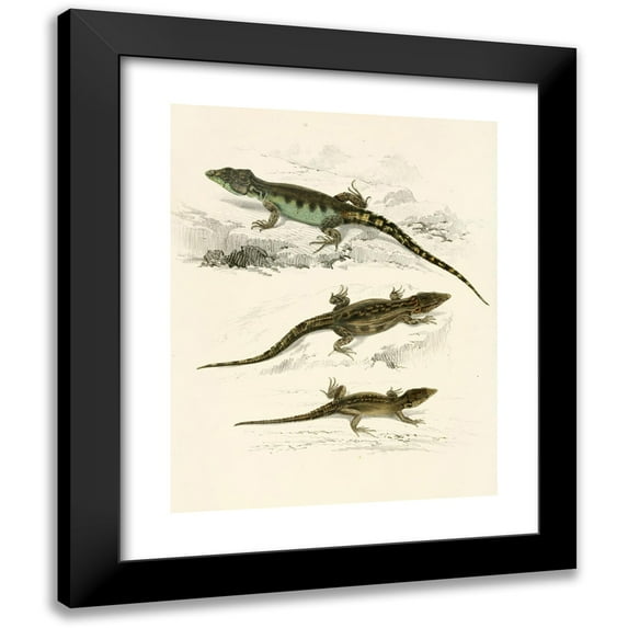 Sir Andrew Smith 15x18 Black Modern Framed Museum Art Print Titled - Cordylus Microlepidotus (Male, Female, Young) (1838-1849)