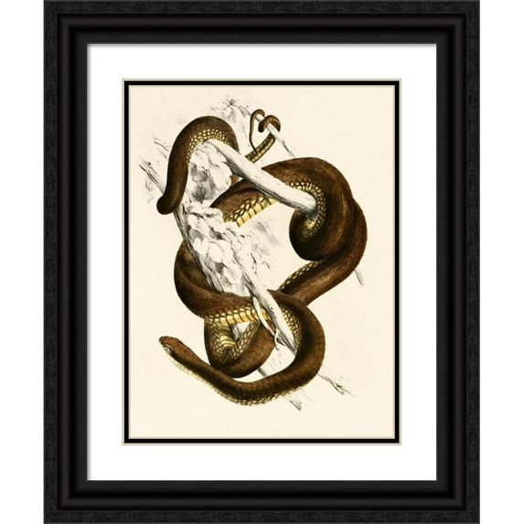 Sir Andrew Smith 15x18 Black Ornate Wood Framed Double Matted Museum Art Print Titled - Bucephalus Capensis (1838-1849)