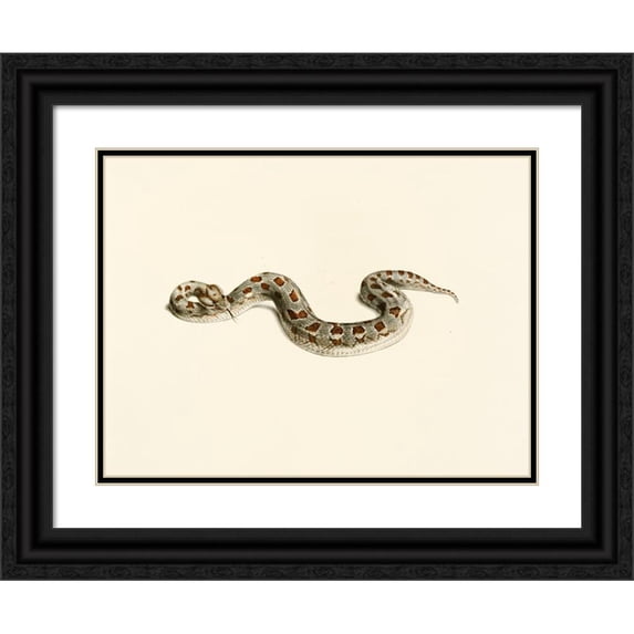 Sir Andrew Smith 18x15 Black Ornate Wood Framed Double Matted Museum Art Print Titled - Corned Trips (1838-1849)