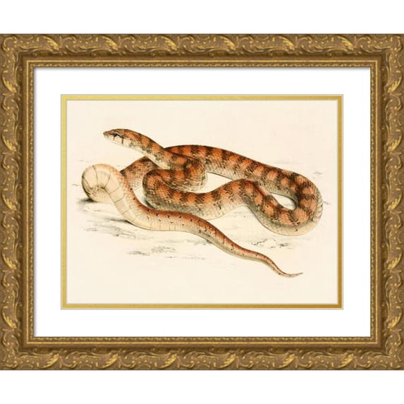 Sir Andrew Smith 24x19 Gold Ornate Framed and Double Matted Museum Art Print Titled - Snake Aging Ssp. B (1838-1849)